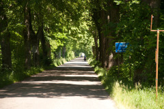 Allee nach Banie Mazurskie