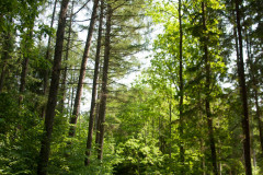 Waldweg in Rominter Heide