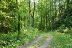 Rominter Heide